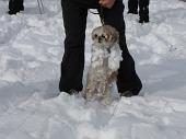 Salita da Rovetta a Cima Paré con neve il 6 dicembre 2009 (Gruppo di 9 escursionisti del Pieroweb) - FOTOGALLERY